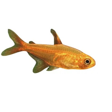 tétra amande - Hyphessobrycon amandae