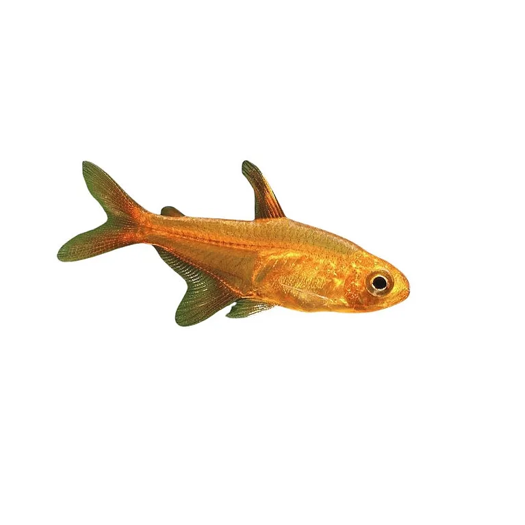 tétra amande - Hyphessobrycon amandae