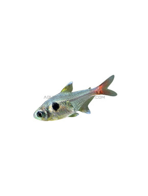 Hyphessobrycon Roseus