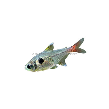 Hyphessobrycon Roseus