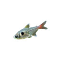 Hyphessobrycon Roseus