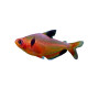 Hyphessobrycon eques