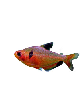 Hyphessobrycon eques