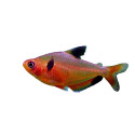 Hyphessobrycon eques