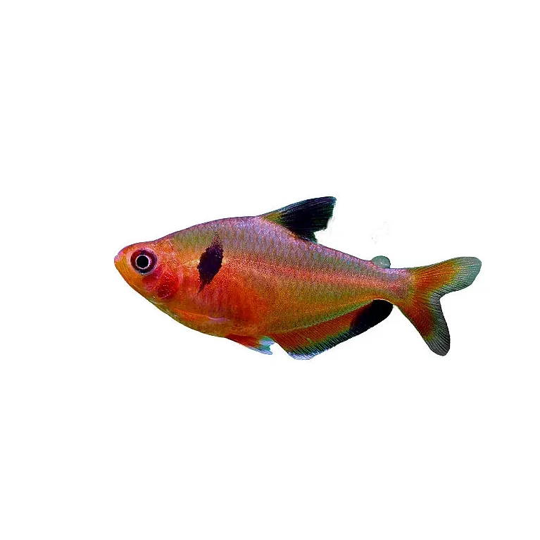 Hyphessobrycon eques