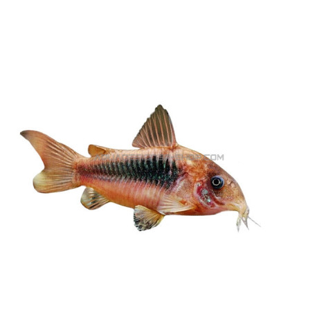 Corydoras aeneus