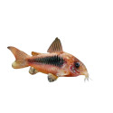 Corydoras aeneus