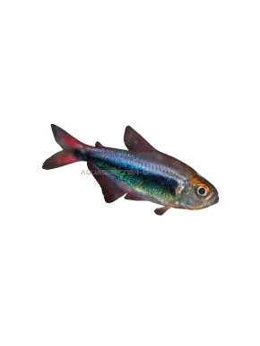 Hyphessobrycon sp.red peru