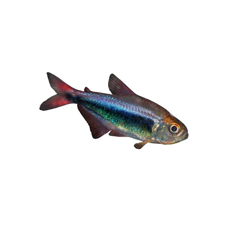 Hyphessobrycon sp.red peru