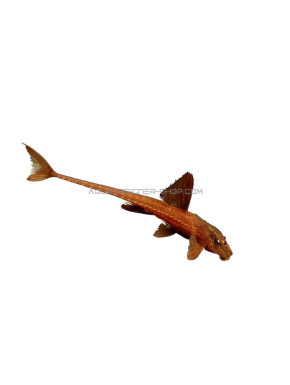 Loricaria Sp. Red