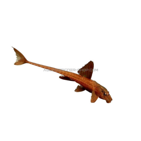 Loricaria Sp. Red