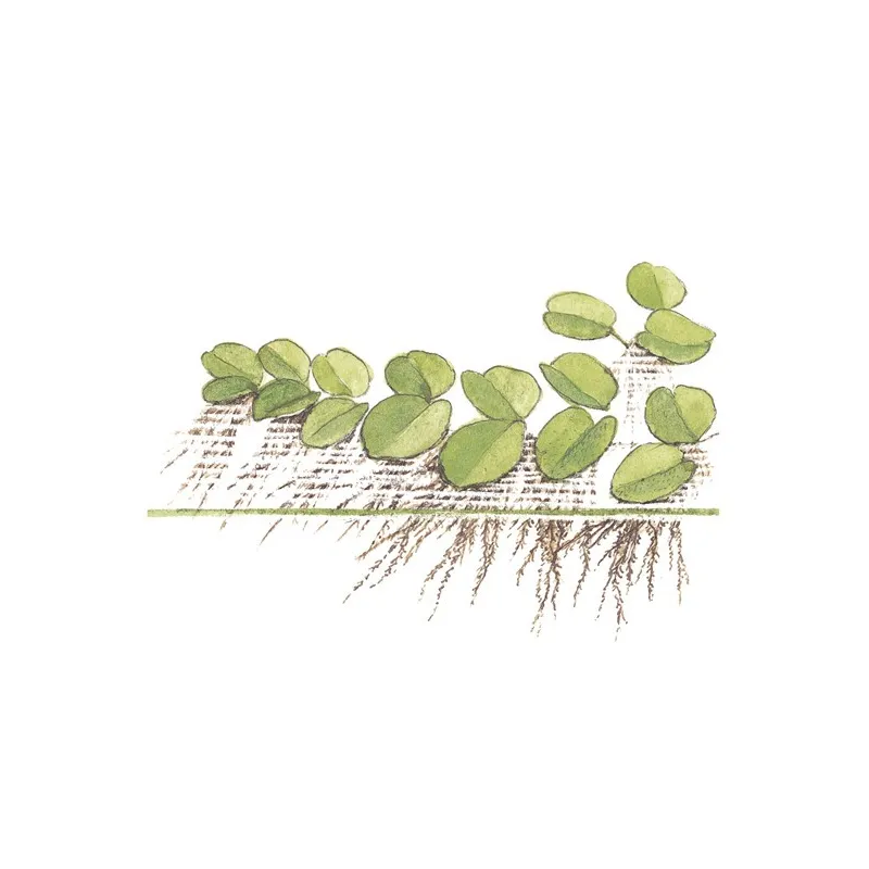 Spirodela Polyrrhiza in vitro