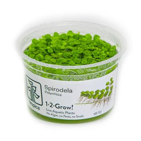 Spirodela Polyrrhiza in vitro