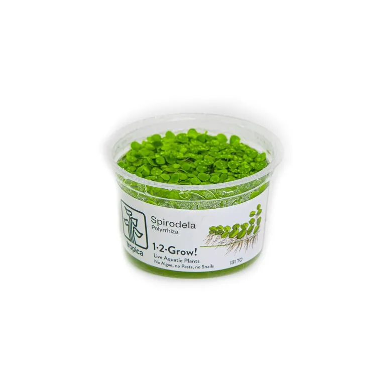 Spirodela Polyrrhiza in vitro