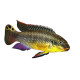 Pelvicachromis taeniatus kienke