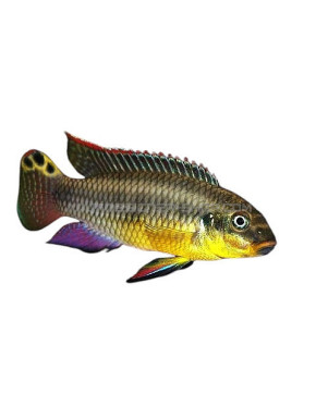 Pelvicachromis taeniatus kienke