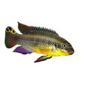 Pelvicachromis taeniatus kienke