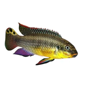 Pelvicachromis taeniatus kienke