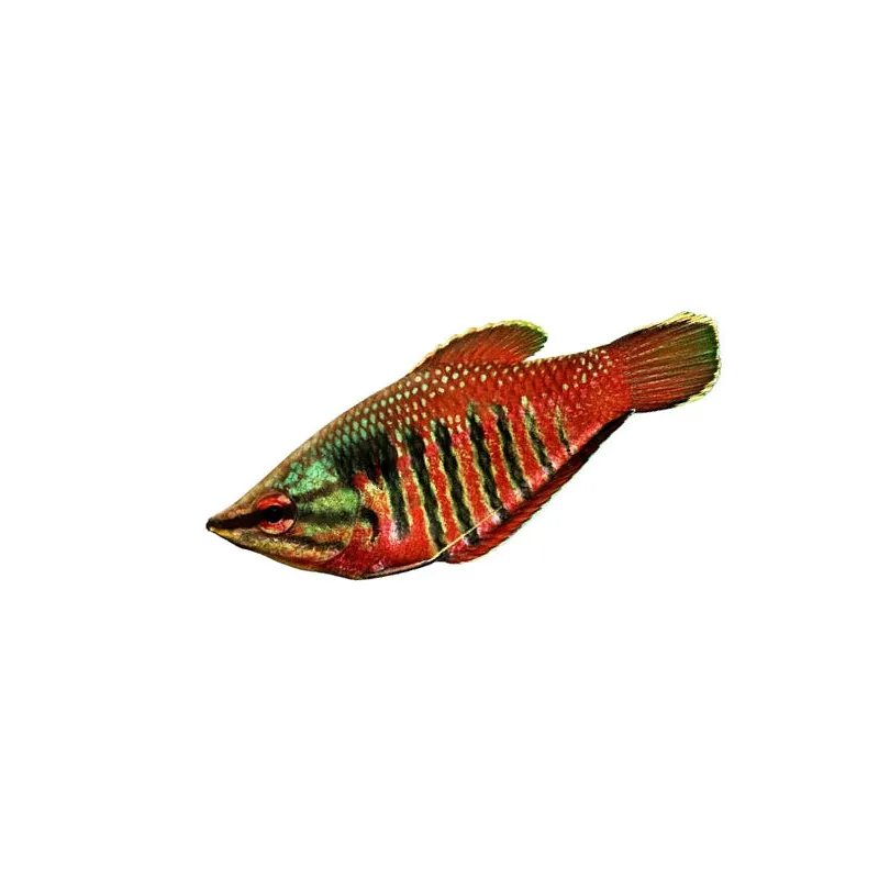 sphaerichthys vaillanti