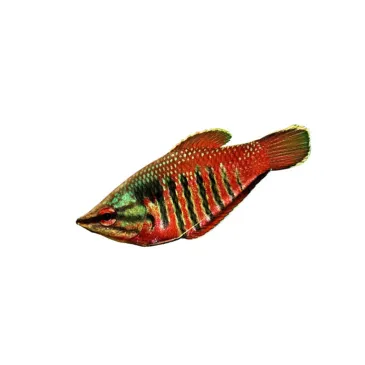 sphaerichthys vaillanti