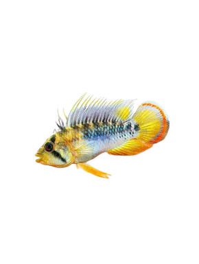 Apistogramma Baenschi Inca
