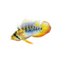 Apistogramma Baenschi Inca