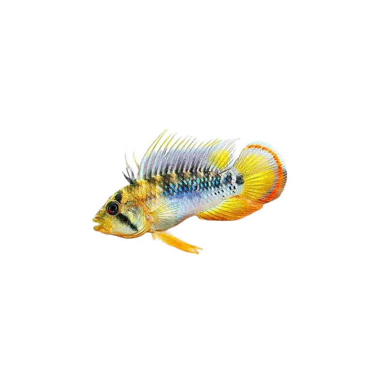 Apistogramma Baenschi Inca