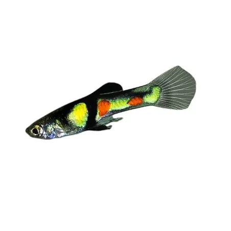 Guppy endler El tigre