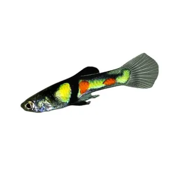 Guppy endler El tigre