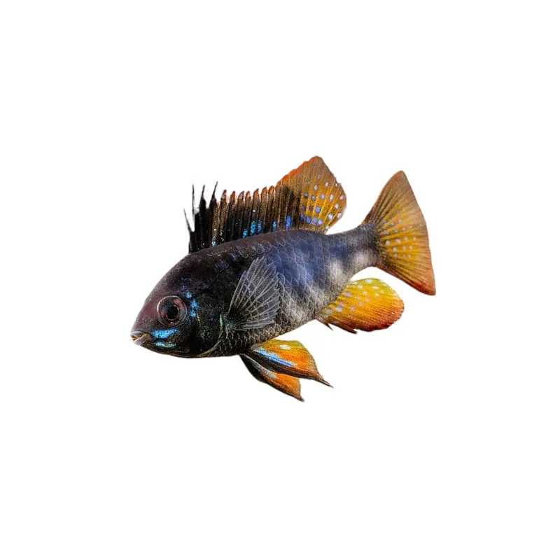 Mikrogeophagus Ramirezi Black