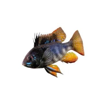 Mikrogeophagus Ramirezi Black