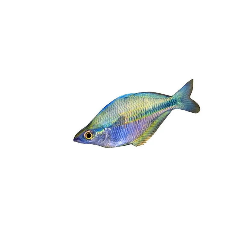 Poisson arc-en-ciel - Melanotaenia lacustris