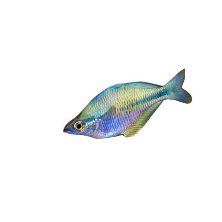 Poisson arc-en-ciel - Melanotaenia lacustris