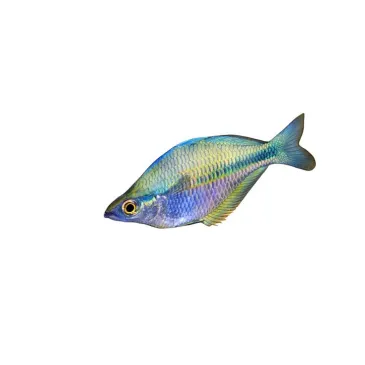 Poisson arc-en-ciel - Melanotaenia lacustris