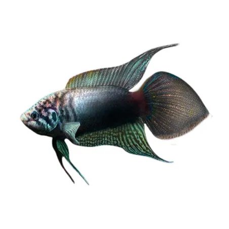 Macropodus ocellatus