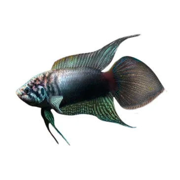 Macropodus ocellatus