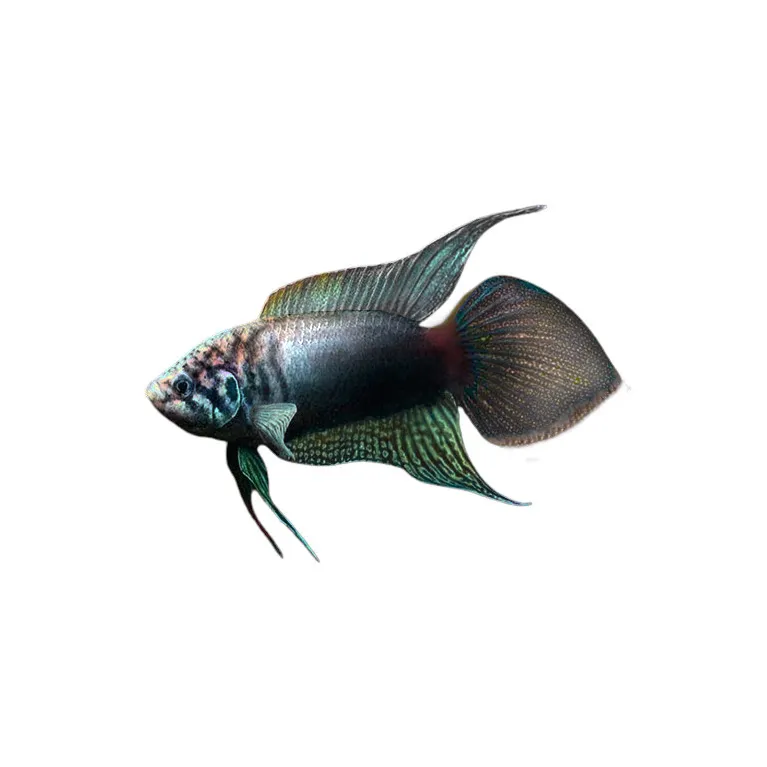 Macropodus ocellatus