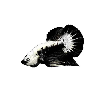 combattant - Betta black samourai