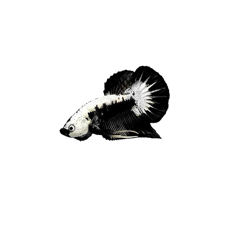 combattant - Betta black samourai