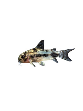 Corydoras Habrosus