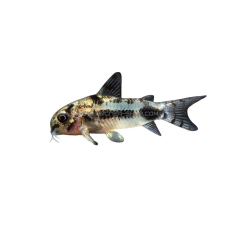 Corydoras Habrosus sp.wild