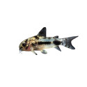 Corydoras Habrosus