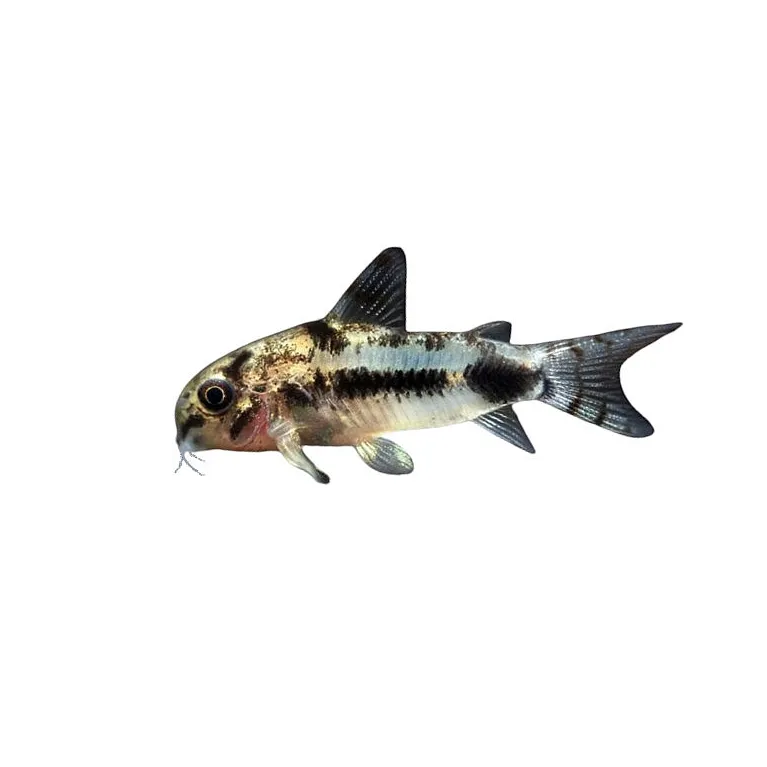 Corydoras Habrosus sp.wild