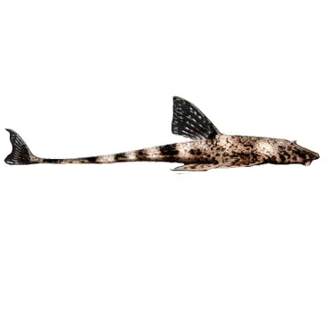 Loricaria filamentosa