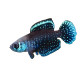 Austrolebias cynolebias nigripinnis