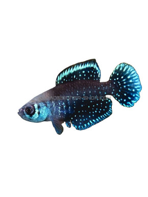 Austrolebias cynolebias nigripinnis