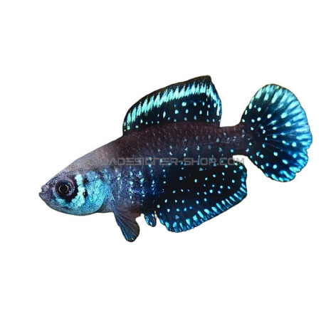 Austrolebias cynolebias nigripinnis