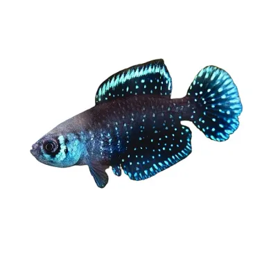 Austrolebias cynolebias nigripinnis