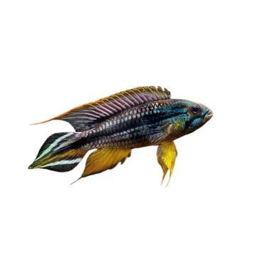 Apistogramma agassizii tefe blue