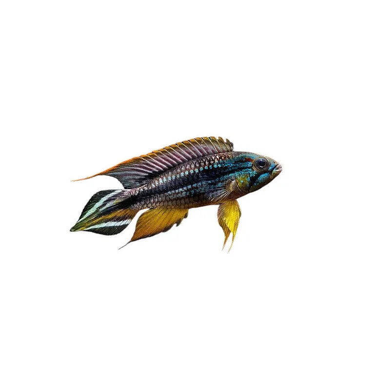 Apistogramma agassizii tefe blue